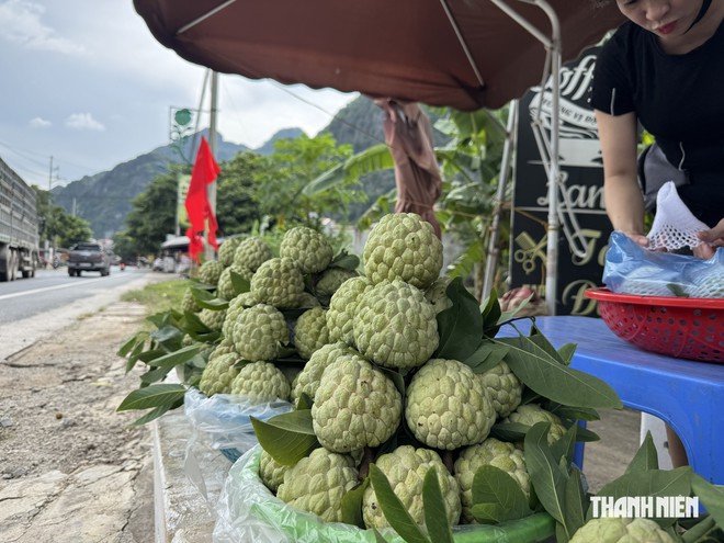 Lão nông lần đầu livestream chốt hàng trăm đơn, bán 3 tấn na ngay tại vườn - Ảnh 6.