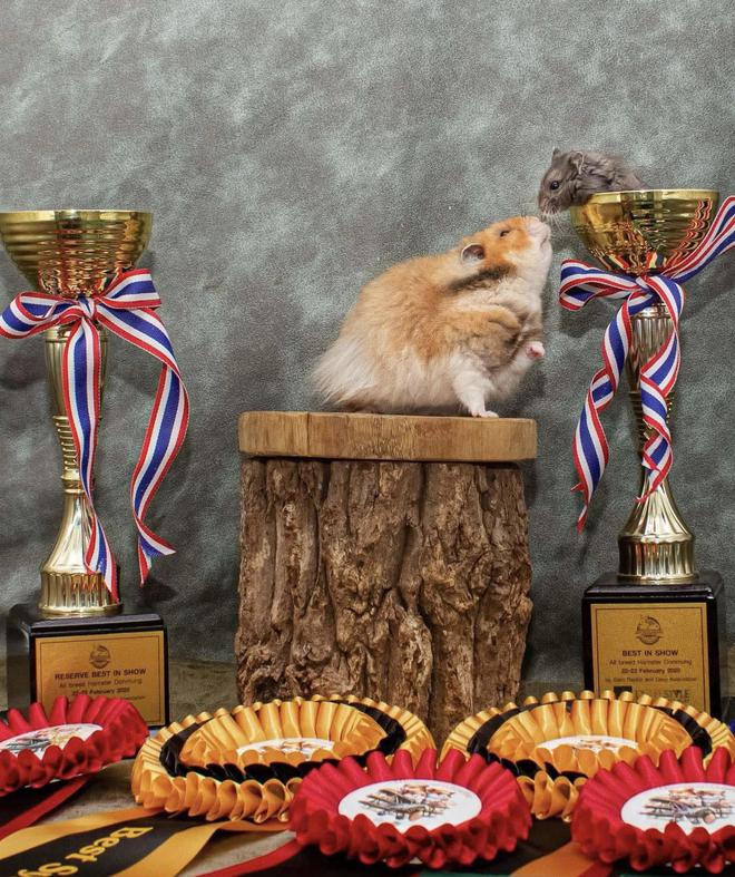 Cô gái ở TP.HCM đưa những chú chuột hamster 'khổng lồ' đi thi quốc tế - Ảnh 2.
