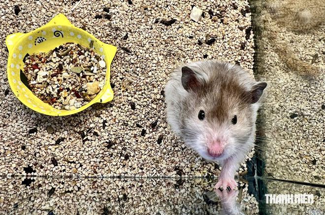 Cô gái ở TP.HCM đưa những chú chuột hamster 'khổng lồ' đi thi quốc tế - Ảnh 10.