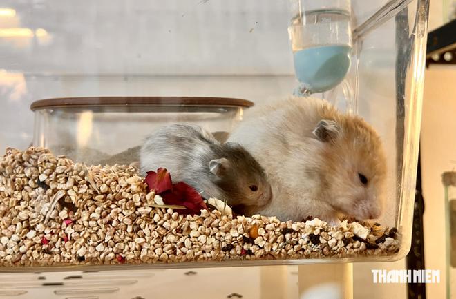 Cô gái ở TP.HCM đưa những chú chuột hamster 'khổng lồ' đi thi quốc tế - Ảnh 9.