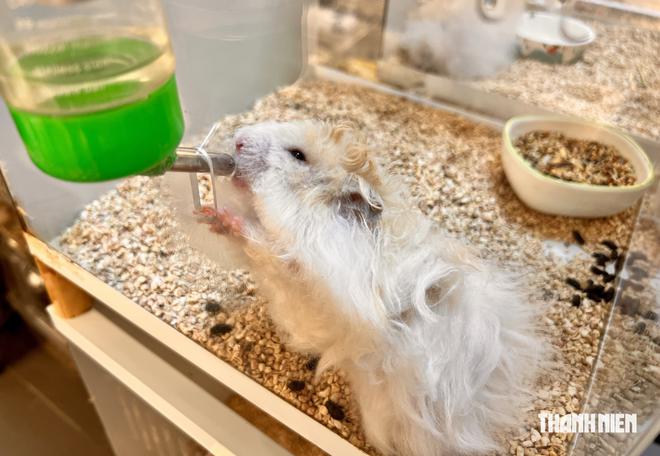 Cô gái ở TP.HCM đưa những chú chuột hamster 'khổng lồ' đi thi quốc tế - Ảnh 8.