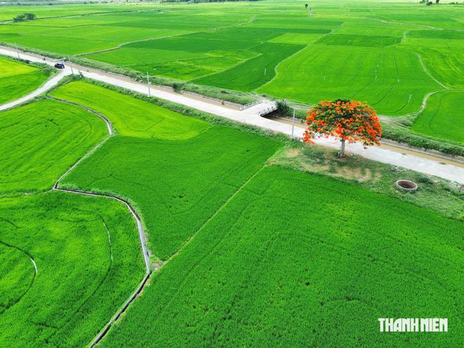 Khám phá cây phượng cô đơn giữa đồng lúa ở Khánh Hòa- Ảnh 8.
