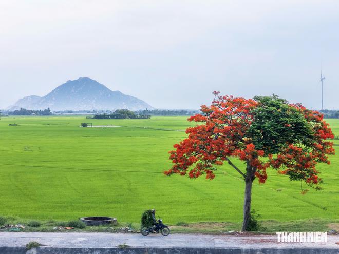 Khám phá cây phượng cô đơn giữa đồng lúa ở Khánh Hòa- Ảnh 7.