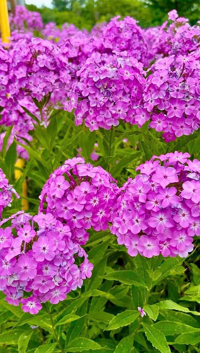 Cô gái Việt biến khoảng đất ở Mỹ thành khu vườn rau trái rực rỡ - Ảnh 15.
