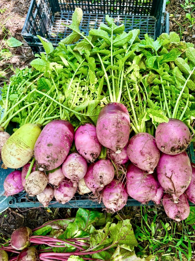 Cô gái Việt biến khoảng đất ở Mỹ thành khu vườn rau trái rực rỡ - Ảnh 10.