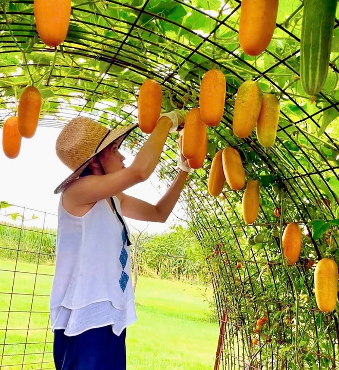 Cô gái Việt biến khoảng đất ở Mỹ thành khu vườn rau trái rực rỡ - Ảnh 5.