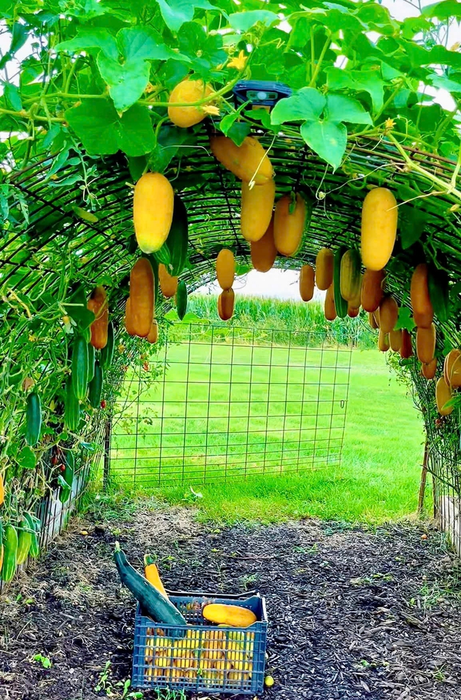 Cô gái Việt biến khoảng đất ở Mỹ thành khu vườn rau trái rực rỡ - Ảnh 6.