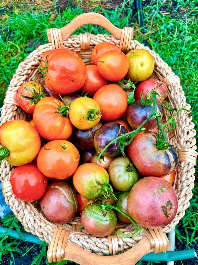 Cô gái Việt biến khoảng đất ở Mỹ thành khu vườn rau trái rực rỡ - Ảnh 9.