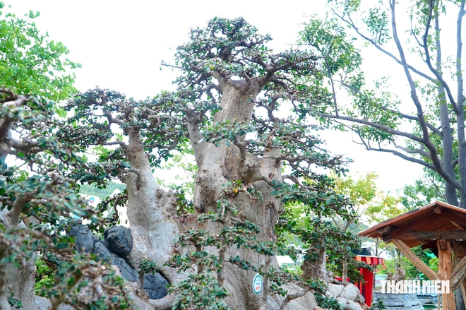 Tác phẩm bonsai được treo giá 10 tỉ đồng ở triển lãm sinh vật cảnh Quy Nhơn - Ảnh 5.