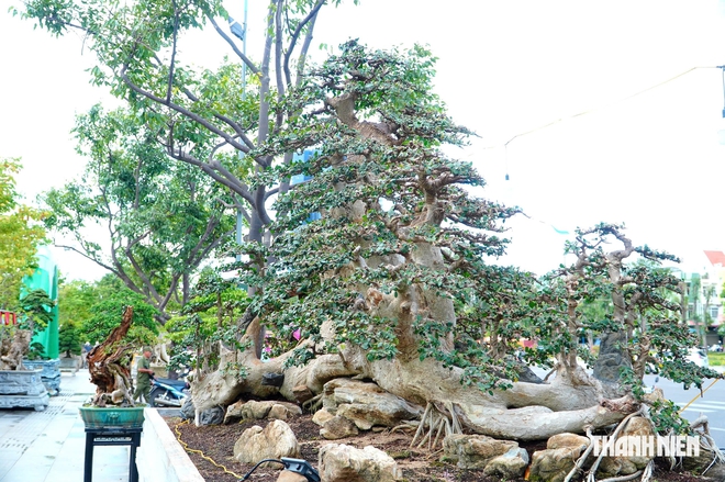 Tác phẩm bonsai được treo giá 10 tỉ đồng ở triển lãm sinh vật cảnh Quy Nhơn - Ảnh 8.