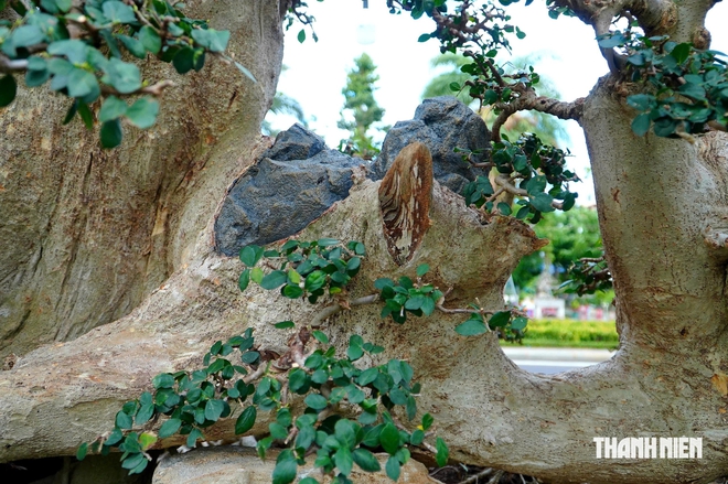 Tác phẩm bonsai được treo giá 10 tỉ đồng ở triển lãm sinh vật cảnh Quy Nhơn - Ảnh 6.