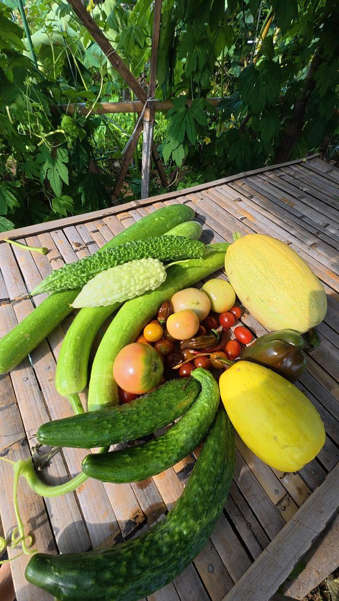 Cô gái Việt trồng vườn rau xanh tốt ở Nhật, ăn không hết còn mang tặng- Ảnh 7.