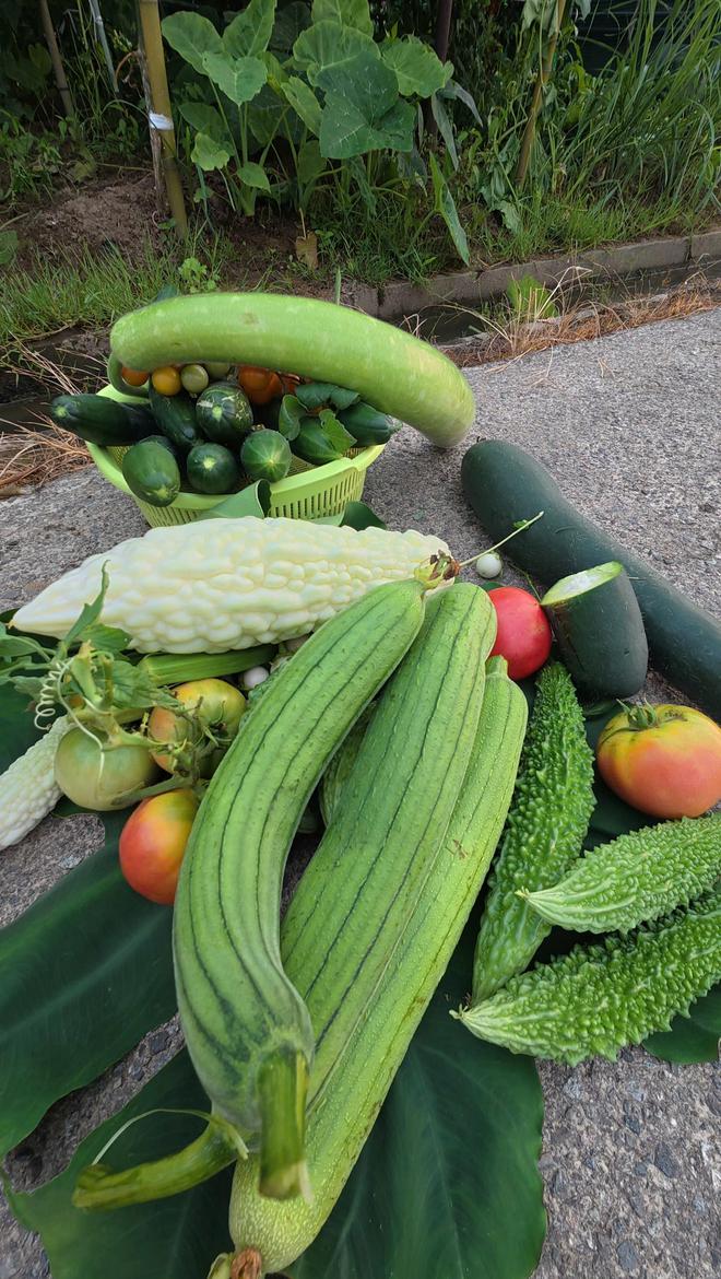 Cô gái Việt trồng vườn rau xanh tốt ở Nhật, ăn không hết còn mang tặng- Ảnh 6.