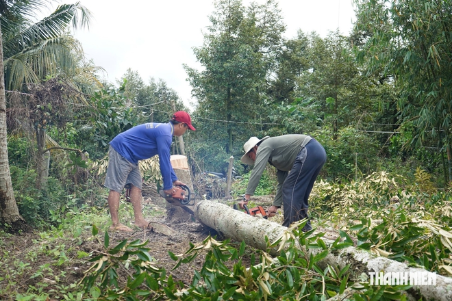 Người phụ nữ đồng ý cưa gần 120 gốc sầu riêng để tìm hài cốt liệt sĩ - Ảnh 5.