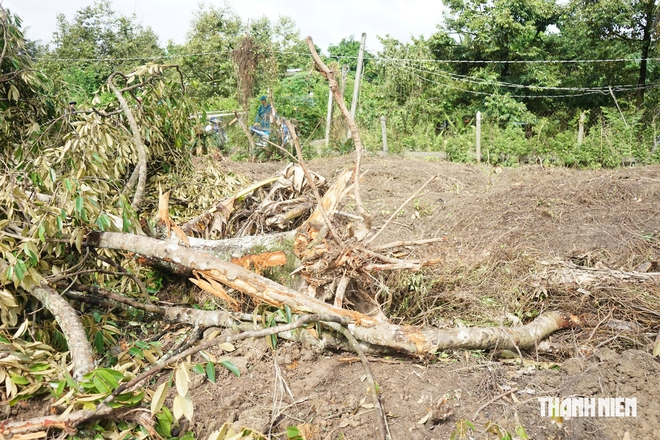 Người phụ nữ đồng ý cưa gần 120 gốc sầu riêng để tìm hài cốt liệt sĩ - Ảnh 3.