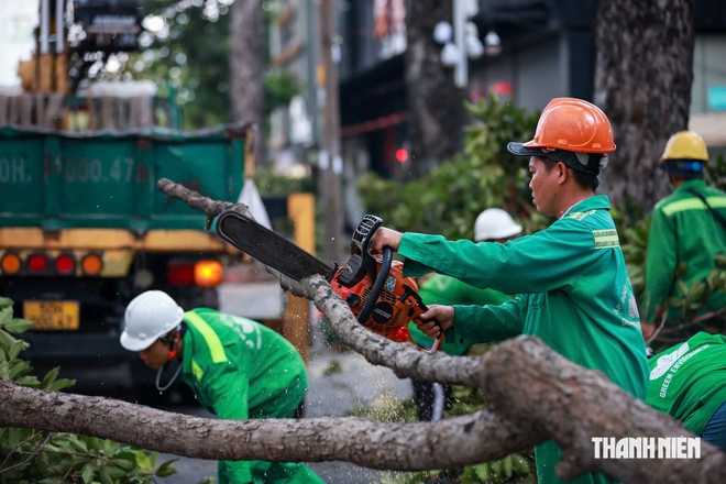 Hơn 8.000 cây cổ thụ ở TP.HCM được 'khám sức khỏe' trong mùa mưa thế nào?- Ảnh 4.
