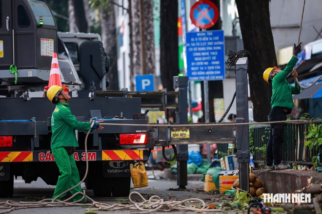 Hơn 8.000 cây cổ thụ ở TP.HCM được 'khám sức khỏe' trong mùa mưa thế nào?- Ảnh 6.