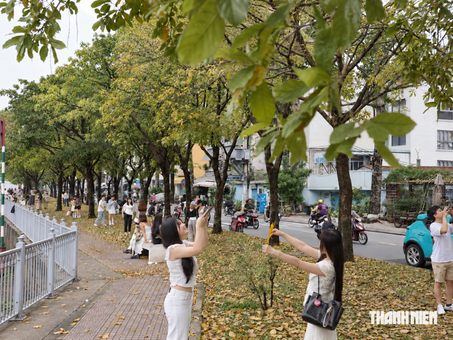Hàng quán cà phê tấp nập khách nhờ con đường lá vàng rơi ở TP.HCM - Ảnh 3.