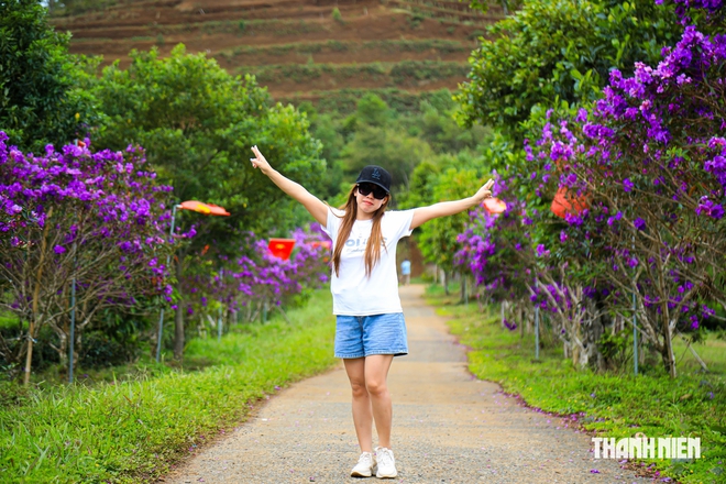 Đưa 1.000 cây hoa mua từ Australia về trồng xen đồi chè, tạo cảnh sắc hút khách- Ảnh 6.