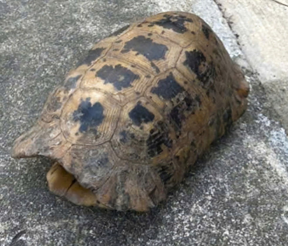 Đi hái rau, người phụ nữ bắt gặp rùa núi vàng cực kỳ quý hiếm- Ảnh 2.