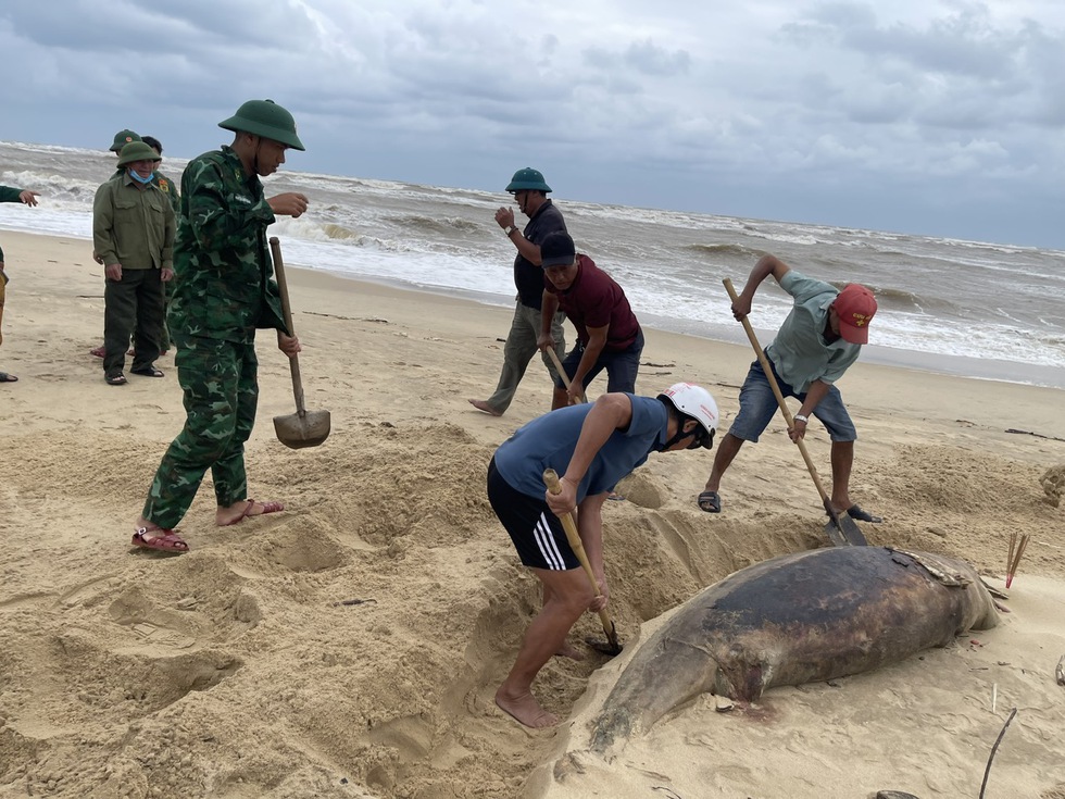 Xác cá heo trôi dạt vào bờ biển Nhật Lệ