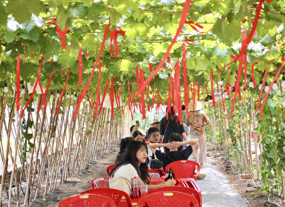 Đến nơi n&agrave;y ngồi uống c&agrave; ph&ecirc; dưới vườn nho sai quả ngay giữa th&agrave;nh phố- Ảnh 2.