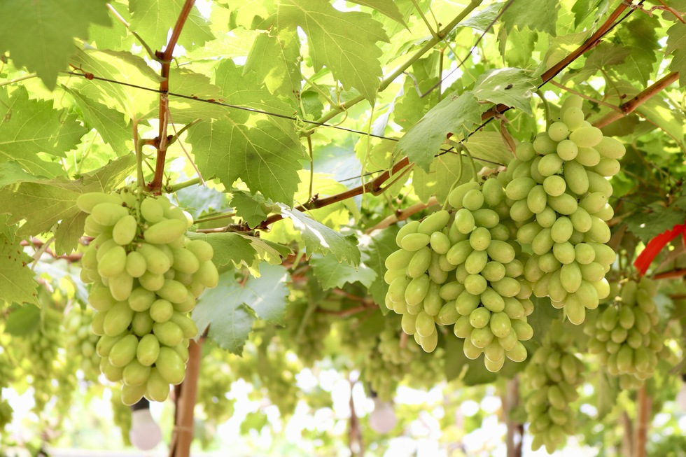 Đến nơi n&agrave;y ngồi uống c&agrave; ph&ecirc; dưới vườn nho sai quả ngay giữa th&agrave;nh phố- Ảnh 13.