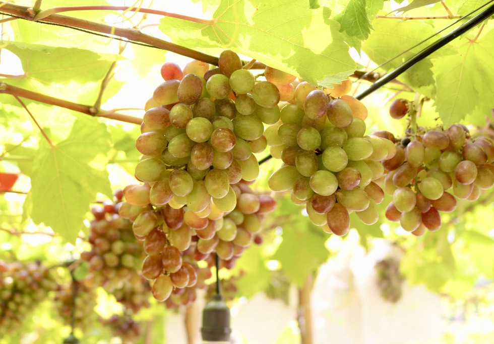 Đến nơi n&agrave;y ngồi uống c&agrave; ph&ecirc; dưới vườn nho sai quả ngay giữa th&agrave;nh phố- Ảnh 12.