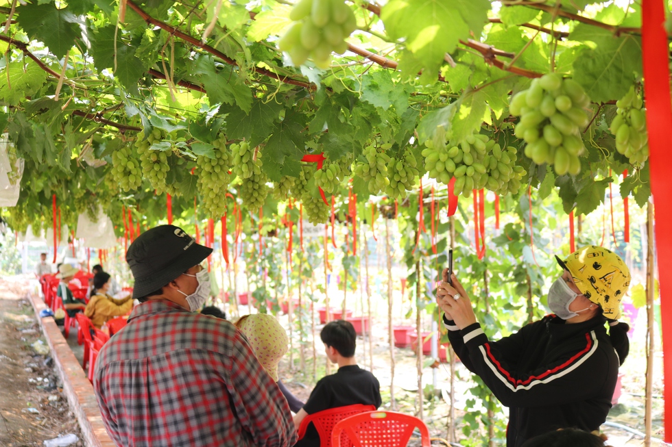 Đến nơi n&agrave;y ngồi uống c&agrave; ph&ecirc; dưới vườn nho sai quả ngay giữa th&agrave;nh phố- Ảnh 8.