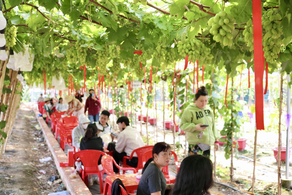 Đến nơi n&agrave;y ngồi uống c&agrave; ph&ecirc; dưới vườn nho sai quả ngay giữa th&agrave;nh phố- Ảnh 1.