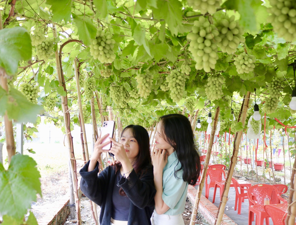 Đến nơi n&agrave;y ngồi uống c&agrave; ph&ecirc; dưới vườn nho sai quả ngay giữa th&agrave;nh phố- Ảnh 9.