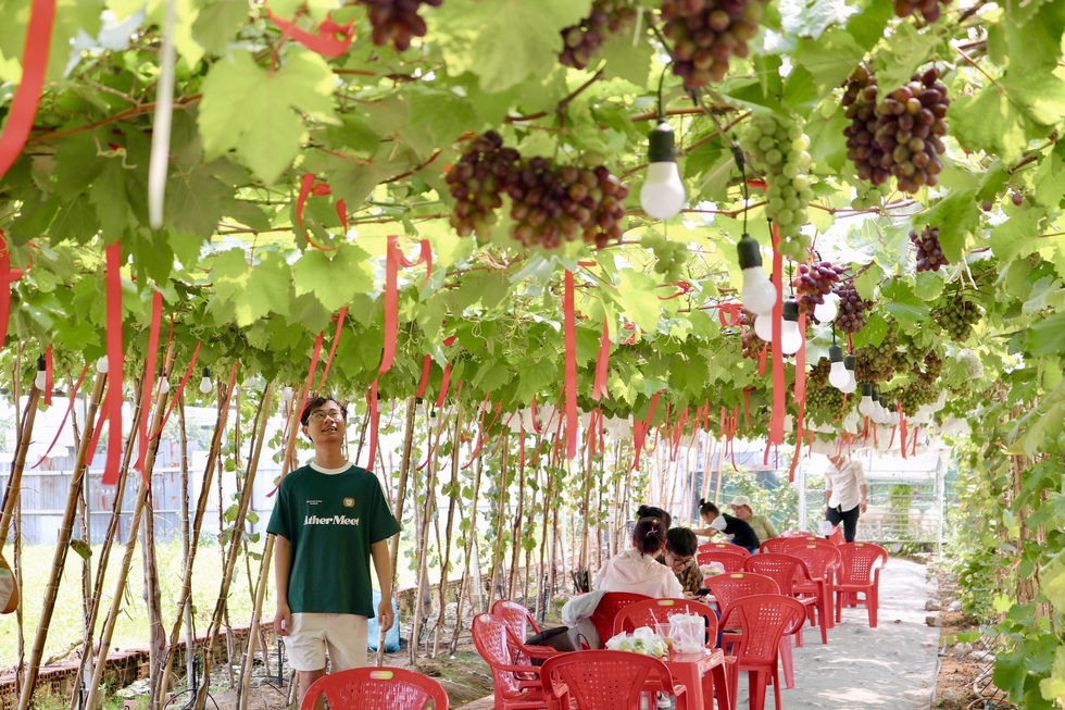 Đến nơi n&agrave;y ngồi uống c&agrave; ph&ecirc; dưới vườn nho sai quả ngay giữa th&agrave;nh phố- Ảnh 3.