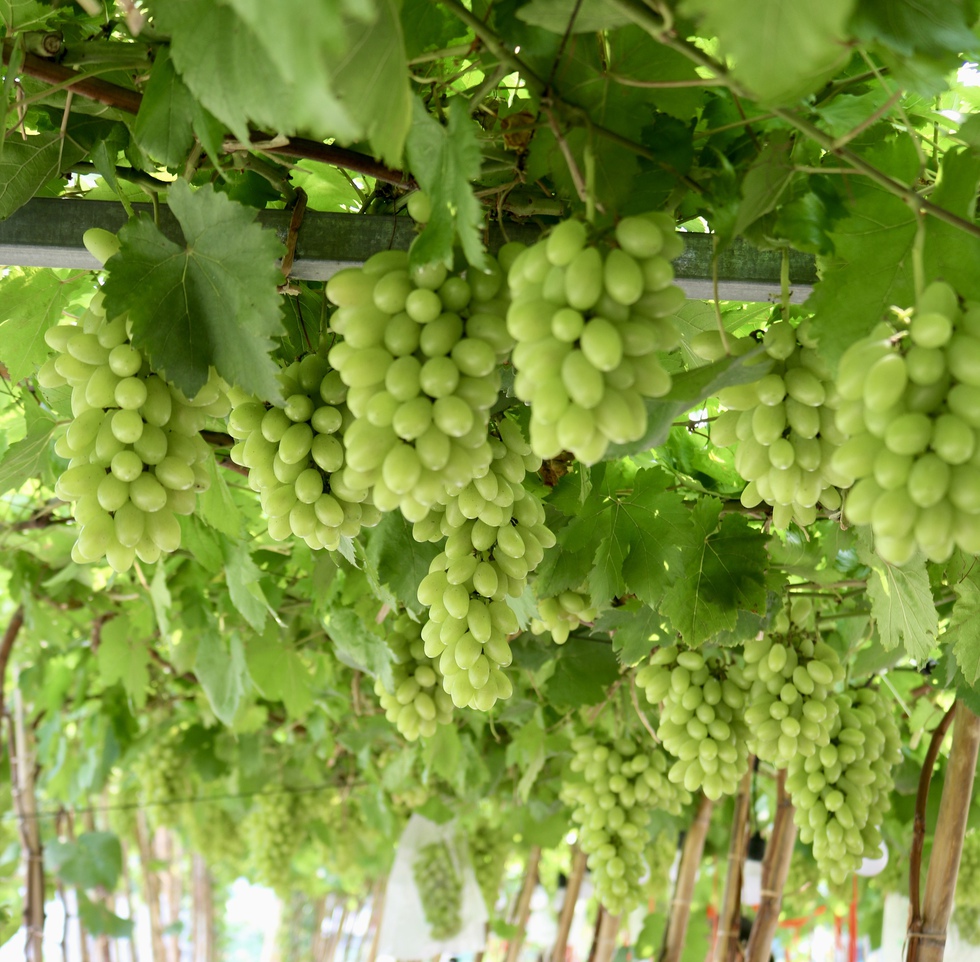 Đến nơi n&agrave;y ngồi uống c&agrave; ph&ecirc; dưới vườn nho sai quả ngay giữa th&agrave;nh phố- Ảnh 4.