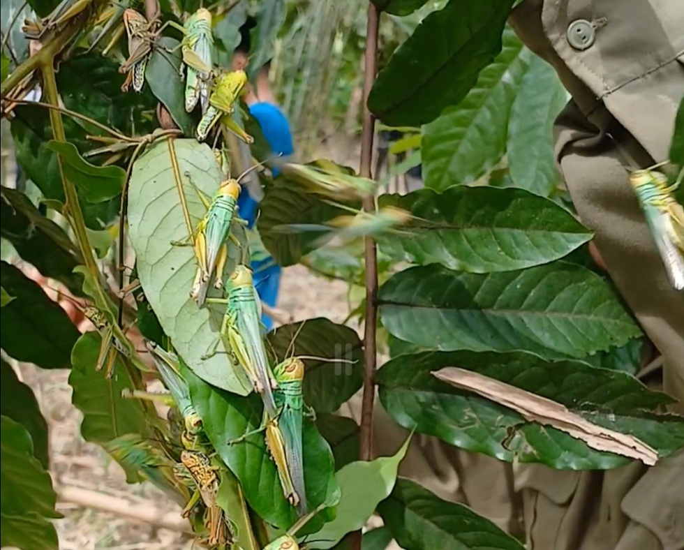Đàn châu chấu ‘khủng’ phá hoại tại Quảng Bình- Ảnh 2. Đàn châu chấu ‘khủng’ phá hoại tại Quảng Bình- Ảnh 2.