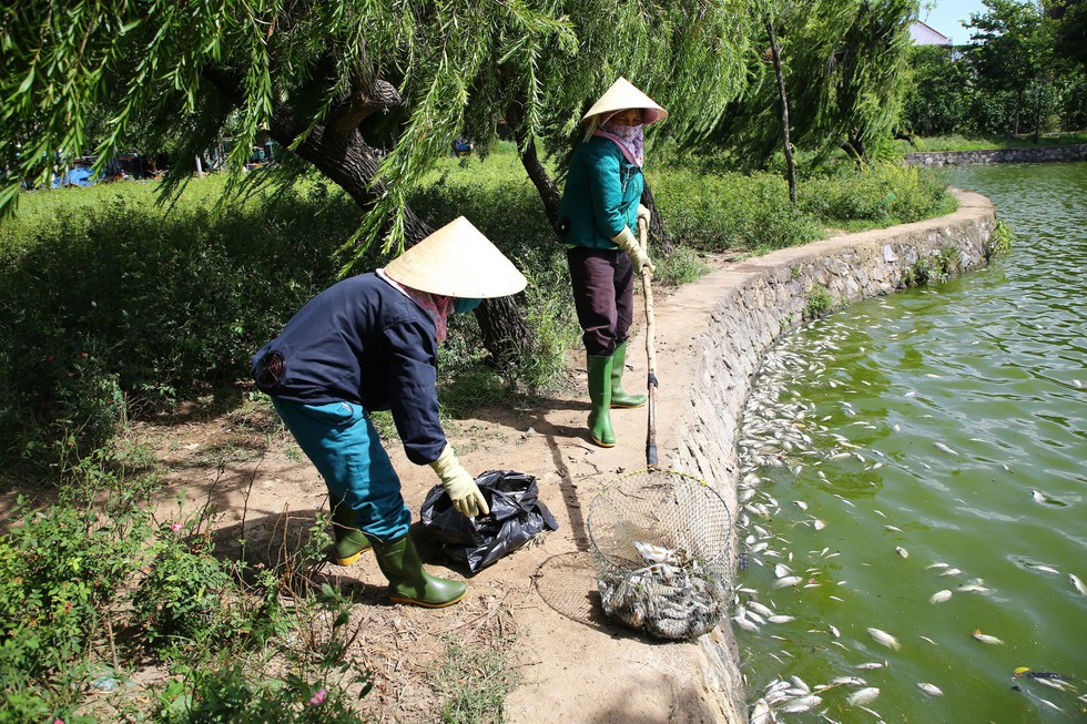 Quảng Trị: Cá chết trắng hồ Nam Lý, nghi do sốc nhiệt Quảng Trị: Cá chết trắng hồ Nam Lý, nghi do sốc nhiệt