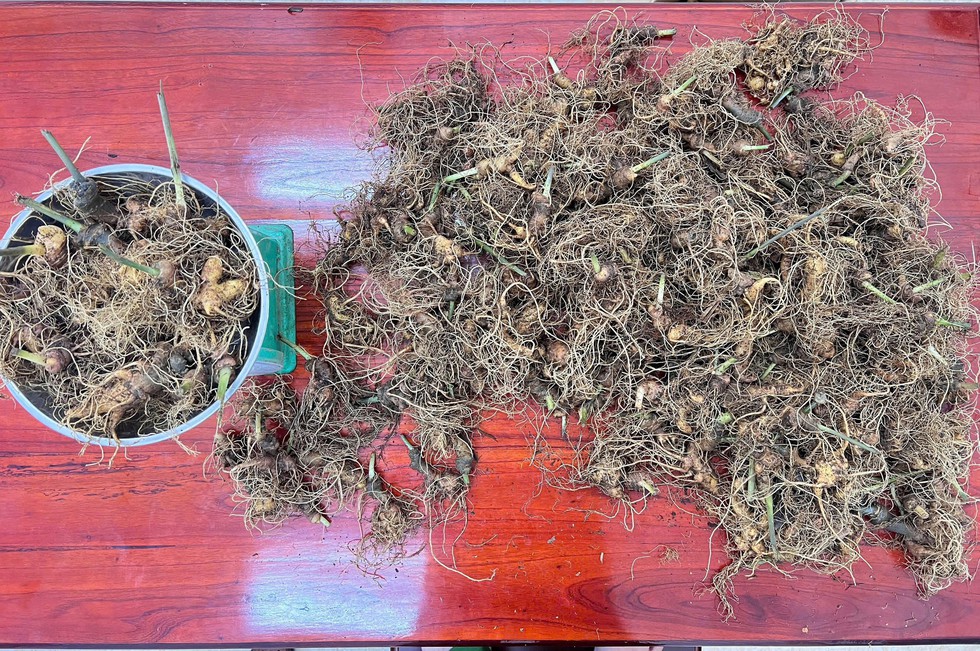 Triệt phá nhanh vụ trộm hơn 273 gốc sâm Ngọc Linh, quốc bảo Việt Nam- Ảnh 2. Triệt phá nhanh vụ trộm hơn 273 gốc sâm Ngọc Linh, quốc bảo Việt Nam- Ảnh 2.
