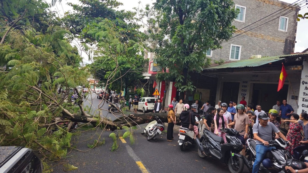 Quảng Trị: Cây phượng bật gốc, va phải 2 xe máy đang di chuyển- Ảnh 2. Quảng Trị: Cây phượng bật gốc, va phải 2 xe máy đang di chuyển- Ảnh 2.