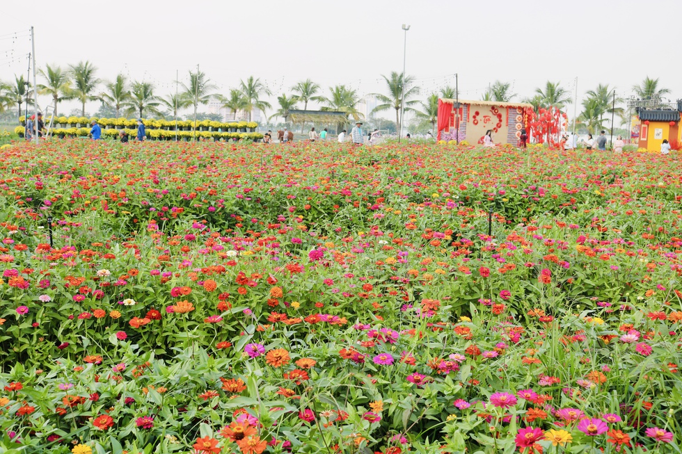 C&aacute;nh đồng hoa tết mới toanh vừa mở cửa &lsquo;g&acirc;y sốt&rsquo;- Ảnh 5.