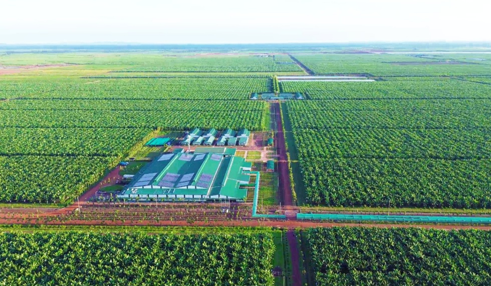 Kinh ngạc với hệ sinh th&aacute;i n&ocirc;ng nghiệp của tỉ ph&uacute; Trần B&aacute; Dương- Ảnh 5.