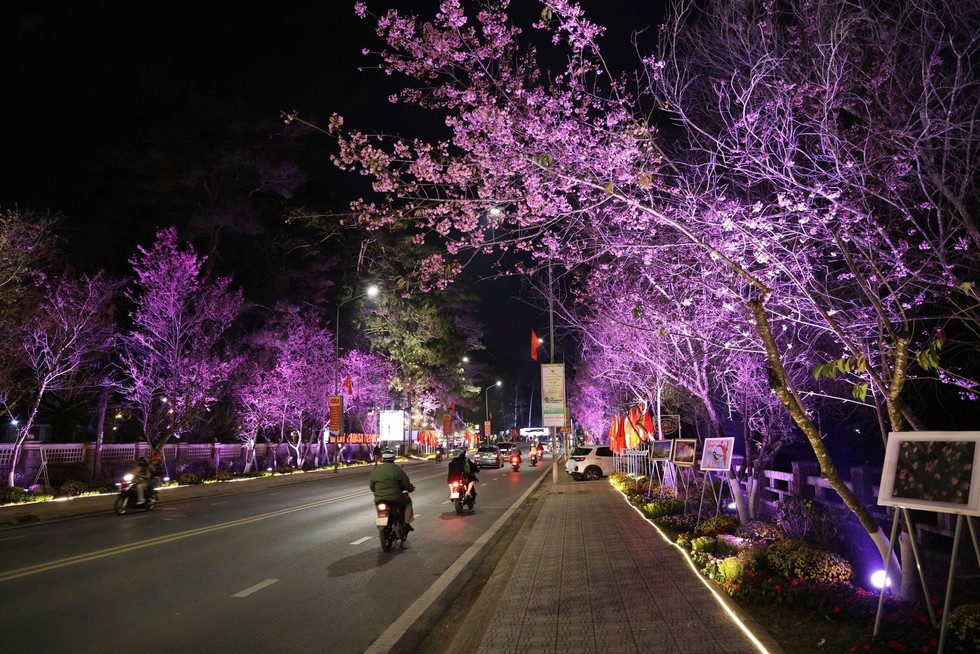 Mai anh đ&agrave;o nở rộ, 'nhuộm hồng' Đ&agrave; Lạt trước Tết B&iacute;nh Ngọ- Ảnh 18.