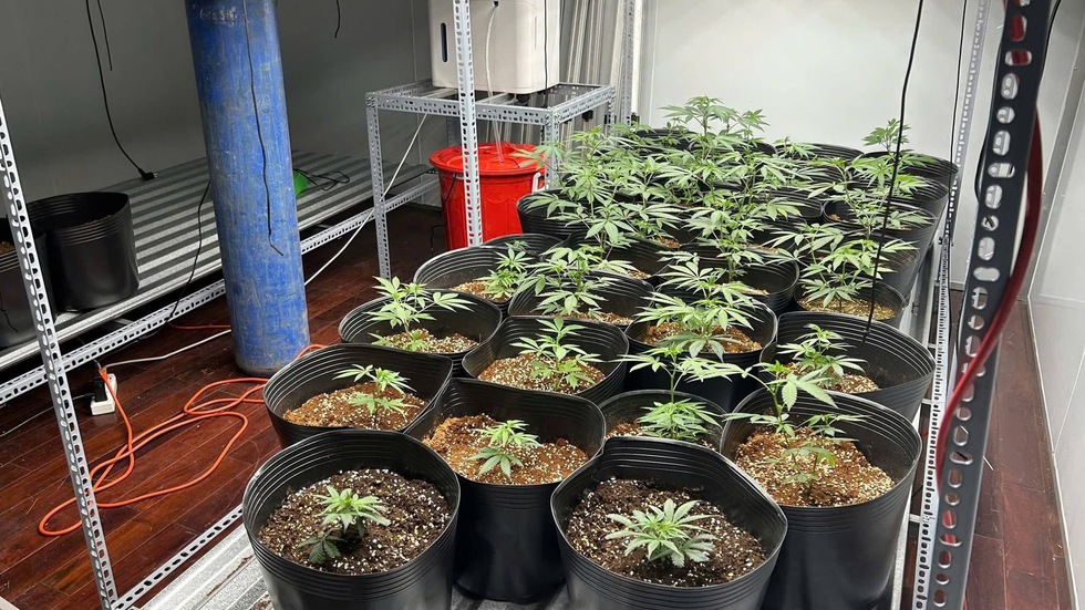 Triệt ph&aacute; đường d&acirc;y trồng, mua b&aacute;n cần sa quy m&ocirc; lớn tại Đ&agrave; Nẵng- Ảnh 3.