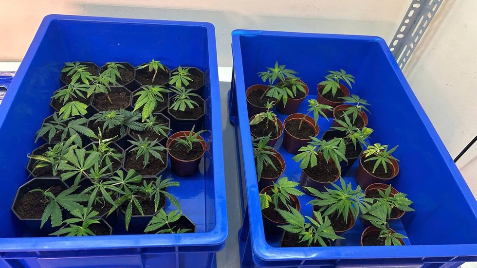 Triệt ph&aacute; đường d&acirc;y trồng, mua b&aacute;n cần sa quy m&ocirc; lớn tại Đ&agrave; Nẵng- Ảnh 2.