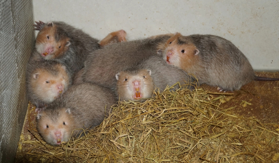 Th&agrave;nh c&ocirc;ng từ nu&ocirc;i con d&uacute;i m&aacute; đ&agrave;o, b&aacute;n 12 triệu đồng/cặp- Ảnh 2.