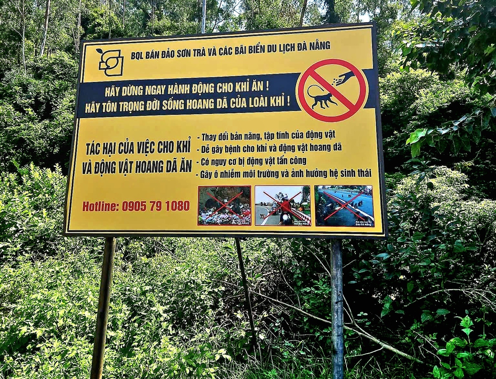 Cho khỉ hoang Sơn Tr&agrave; ăn v&igrave; 'thương động vật', du kh&aacute;ch c&oacute; thể bị tấn c&ocirc;ng- Ảnh 2.