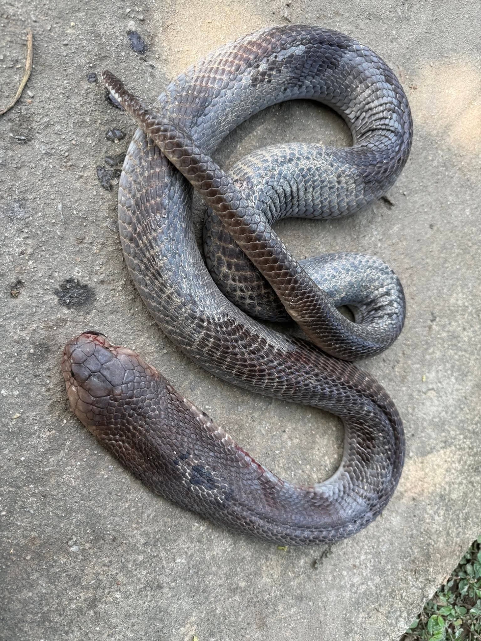 Cụ &ocirc;ng cụt 2 tay bị rắn hổ mang cắn, vẫn kẹp con rắn mang về nh&agrave;- Ảnh 2.