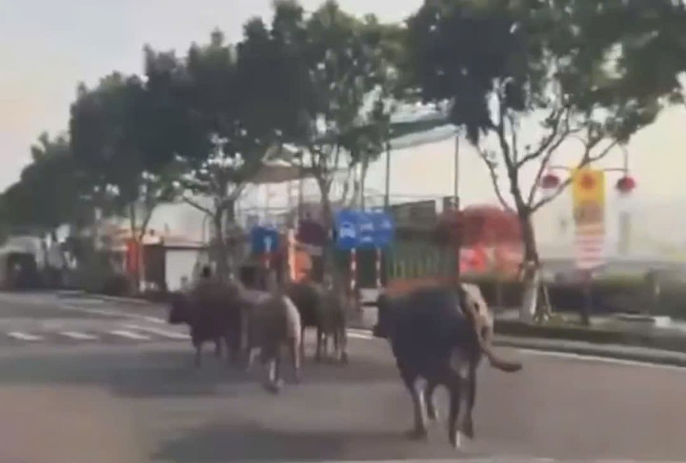 Đ&agrave;n tr&acirc;u chạy qua cầu Rồng, 'dạo phố' trung t&acirc;m Đ&agrave; Nẵng- Ảnh 3.