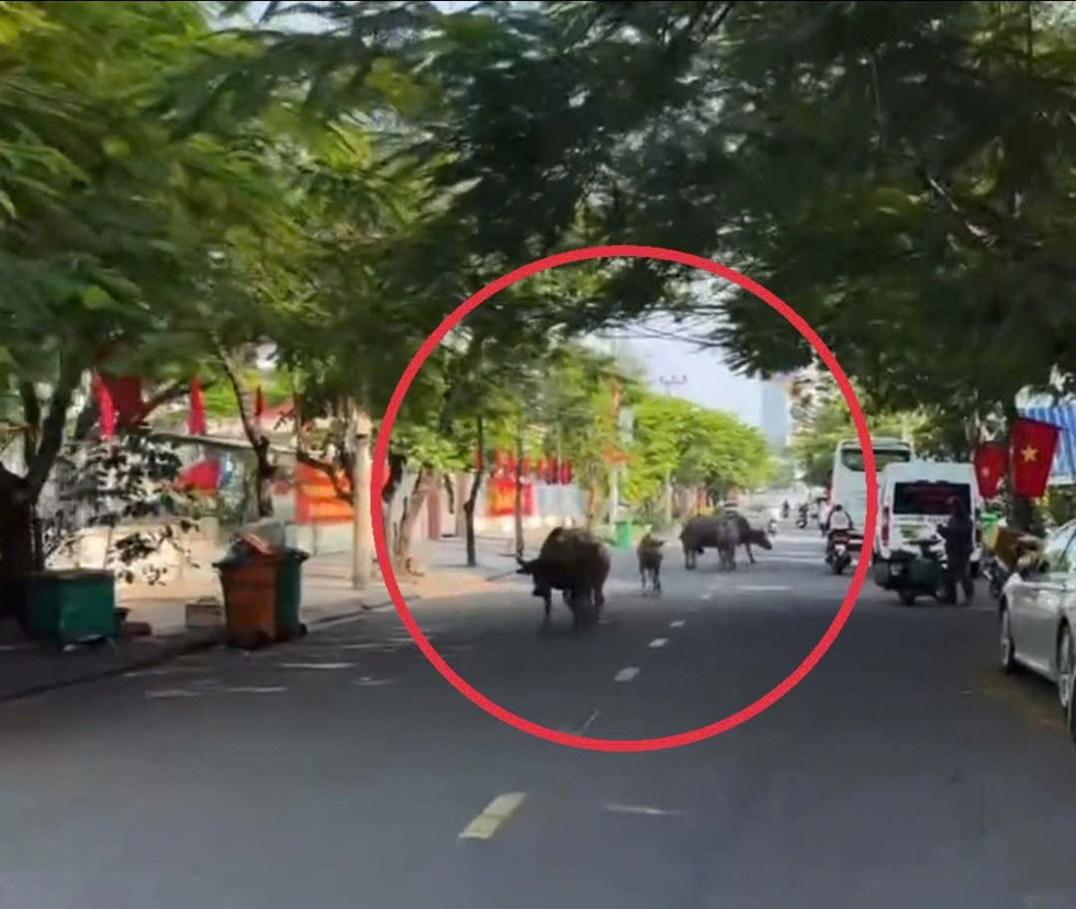 Đ&agrave;n tr&acirc;u chạy qua cầu Rồng, 'dạo phố' trung t&acirc;m Đ&agrave; Nẵng- Ảnh 2.