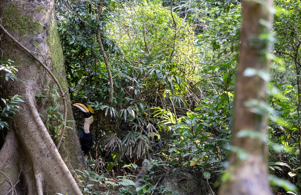 Gần 170 c&aacute; thể động vật hoang d&atilde; được thả về rừng Phong Nha - Kẻ B&agrave;ng- Ảnh 1.