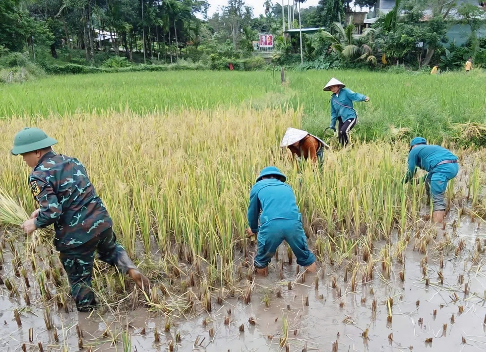 L&uacute;a ng&atilde; bệt sau mưa lớn, cả x&atilde; xuống đồng lội b&ugrave;n gặt l&uacute;a gi&uacute;p d&acirc;n- Ảnh 8.