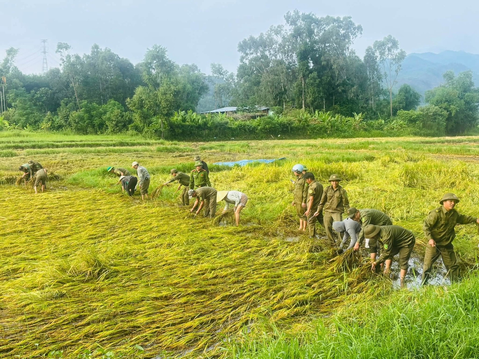 L&uacute;a ng&atilde; bệt sau mưa lớn, cả x&atilde; xuống đồng lội b&ugrave;n gặt l&uacute;a gi&uacute;p d&acirc;n- Ảnh 1.